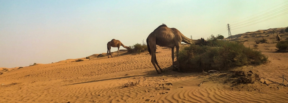 What to Do When Visiting Ras Al Khaimah | Desert & Camel Views | United Arab Emirates | www.agreatbighunkofworld.com | A Great Big Hunk of World | #AGBHOW